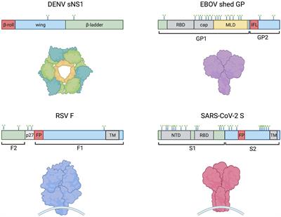 Activation of TLR4 by viral glycoproteins: A double-edged sword?